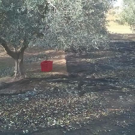 Casale Del Tiglio Bed and Breakfast Cerveteri Εξωτερικό φωτογραφία