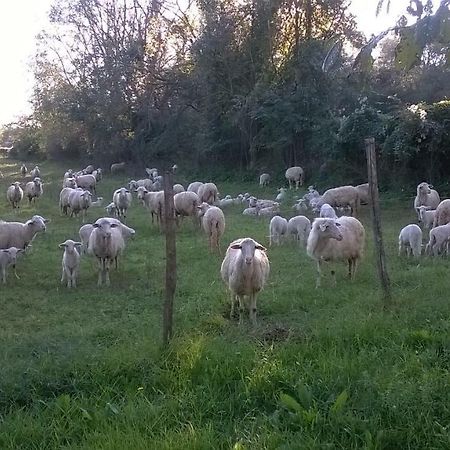 Casale Del Tiglio Bed and Breakfast Cerveteri Εξωτερικό φωτογραφία