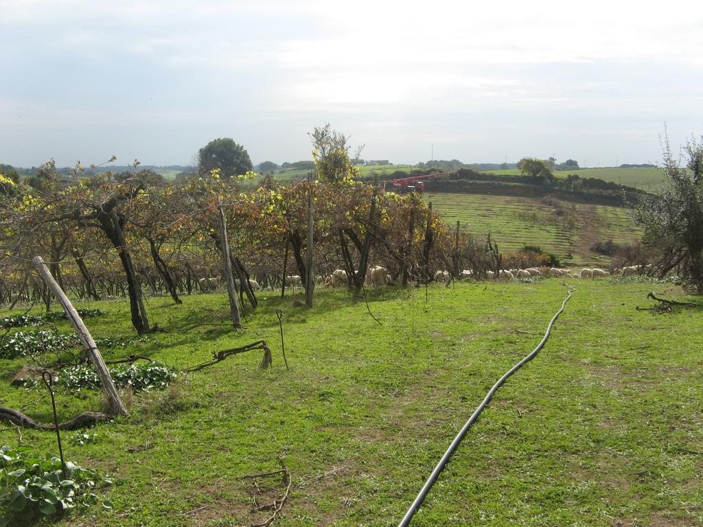 Casale Del Tiglio Bed and Breakfast Cerveteri Εξωτερικό φωτογραφία