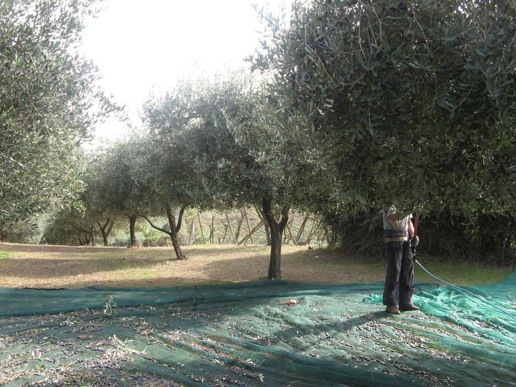 Casale Del Tiglio Bed and Breakfast Cerveteri Εξωτερικό φωτογραφία