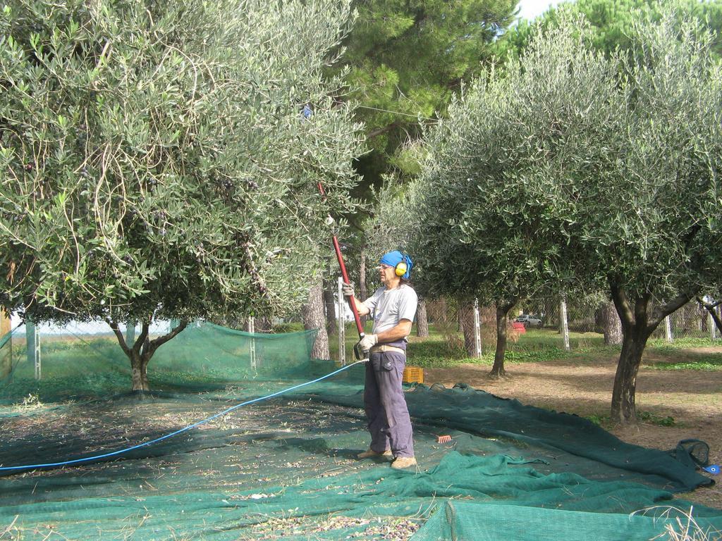 Casale Del Tiglio Bed and Breakfast Cerveteri Δωμάτιο φωτογραφία