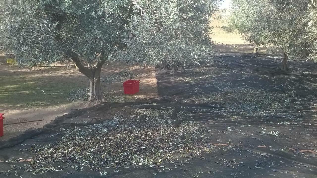 Casale Del Tiglio Bed and Breakfast Cerveteri Εξωτερικό φωτογραφία