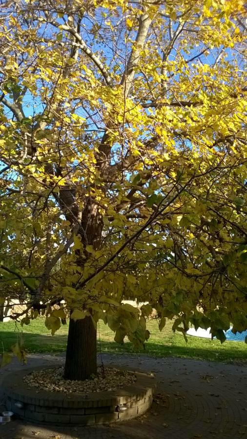 Casale Del Tiglio Bed and Breakfast Cerveteri Εξωτερικό φωτογραφία